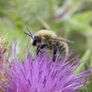 Mooshummeldrohn (Bombus muscorum) der hellen Form an Gewöhnlicher Kratzdistel (Cirsium vulgare)
Hochgeladen am 19.08.2014 von theAmuno