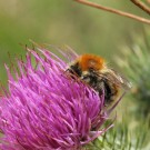 Mooshummelarbeiterin (Bombus muscorum) an Gewöhnlicher Kratzdistel (Cirsium vulgare)
Hochgeladen am 19.08.2014 von theAmuno