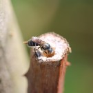 Osmia leucomelana oder Osmia claviventris ? I
Hochgeladen am 22.07.2014 von theAmuno