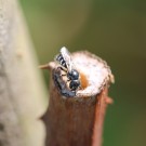 Osmia leucomelana oder Osmia claviventris ? II
Hochgeladen am 22.07.2014 von theAmuno