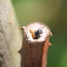 Osmia leucomelana oder Osmia claviventris ? IV
Hochgeladen am 22.07.2014 von theAmuno