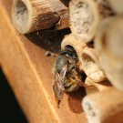 Osmia bicornis (Weibchen) beim verschließen ihres Nest
Hochgeladen am 02.05.2014 von theAmuno