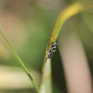 Osmia claviventris (?) mit nur noch einem Flügel
Hochgeladen am 23.07.2014 von theAmuno