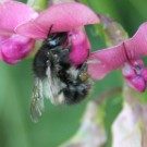 Testbild, Bombus pascuorum aus Dänemark
Hochgeladen am 20.03.2014 von theAmuno