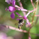 Blattschneiderbiene (Megachile lapponica ???) an Waldweidenröschen I
Hochgeladen am 21.07.2014 von theAmuno