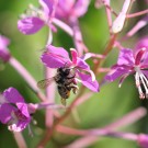 Blattschneiderbiene (Megachile lapponica ???) an Waldweidenröschen II
Hochgeladen am 21.07.2014 von theAmuno