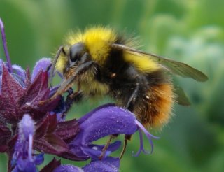 wiesenhummel