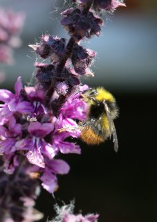 wiesenhummel