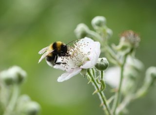gartenhummel
