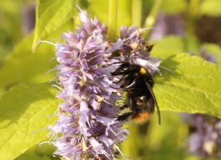 wiesenhummel