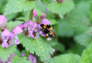 gartenhummel