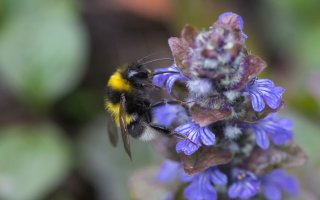 gartenhummel