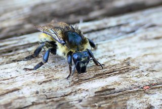 veränderliche hummel